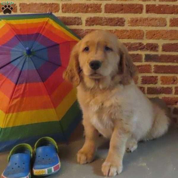 Quincy, Golden Retriever Puppy